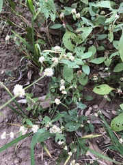 Alternanthera ficoidea