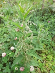 Urtica dioica