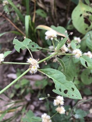 Alternanthera ficoidea