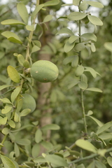 Balanites roxburghii