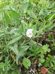 Convolvulus arvensis