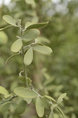 Balanites roxburghii