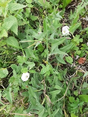 Convolvulus arvensis