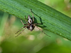 Oxyopes ramosus