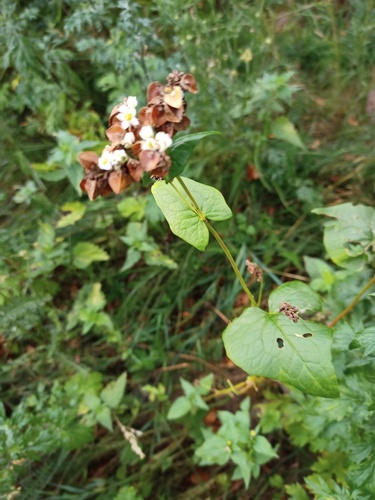 buckwheat (Fagopyrum esculentum)