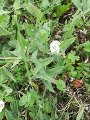 Convolvulus arvensis
