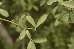 Balanites roxburghii