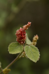 Acalypha capitata