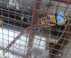 Anaciaeschna jaspidea