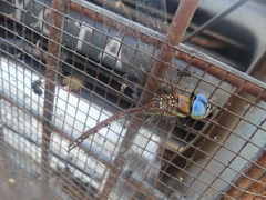 Anaciaeschna jaspidea