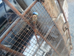 Anaciaeschna jaspidea