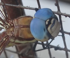 Anaciaeschna jaspidea