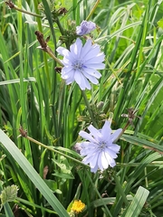Cichorium intybus