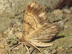 Polymixinia appositaria