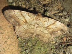 Polymixinia appositaria