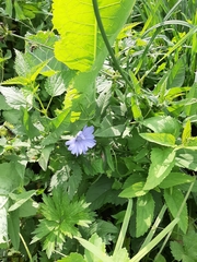 Cichorium intybus