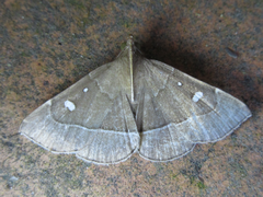 Cidariplura gladiata