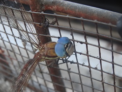 Anaciaeschna jaspidea