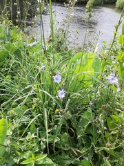 Cichorium intybus