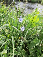 Cichorium intybus