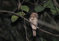 Batrachostomus septimus