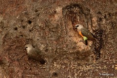 Poicephalus rufiventris