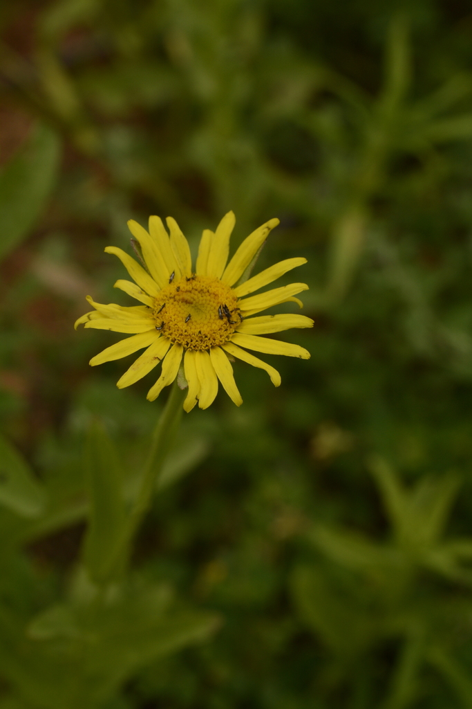 Pulicaria wightiana