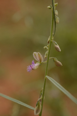Polygala erioptera
