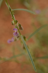 Polygala erioptera