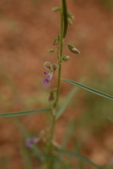 Polygala erioptera