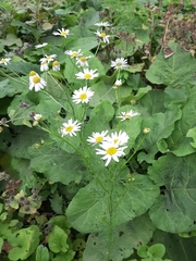 Tripleurospermum inodorum