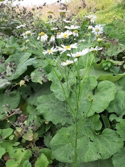 Tripleurospermum inodorum