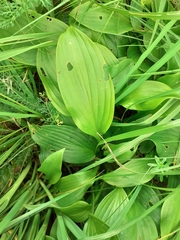 Hosta undulata