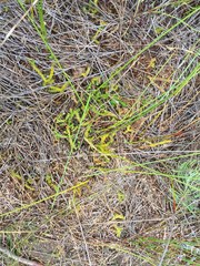 Lateristachys lateralis