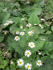 Tripleurospermum inodorum