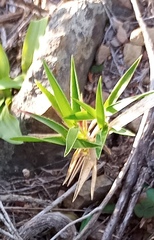 Urochloa serrata