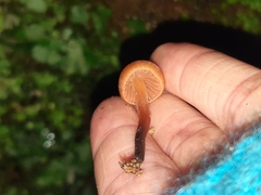 Macrocystidia