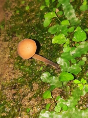 Macrocystidia