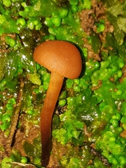 Macrocystidia