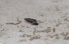Chondrina avenacea