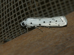 Myelois circumvoluta