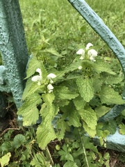 Lamium album