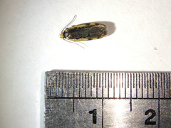Hoplostega ochroma