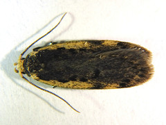 Hoplostega ochroma