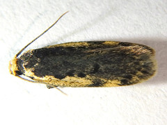 Hoplostega ochroma