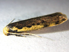 Hoplostega ochroma