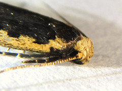 Hoplostega ochroma