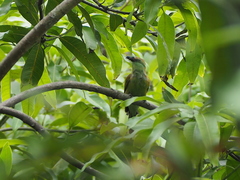 Merops orientalis ferrugeiceps