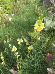Linaria vulgaris