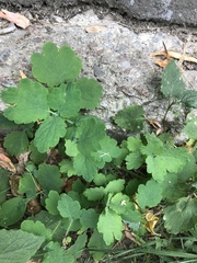Chelidonium majus